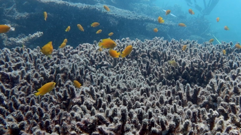 Coral bleaching on the Great Barrier Reef, September 2024