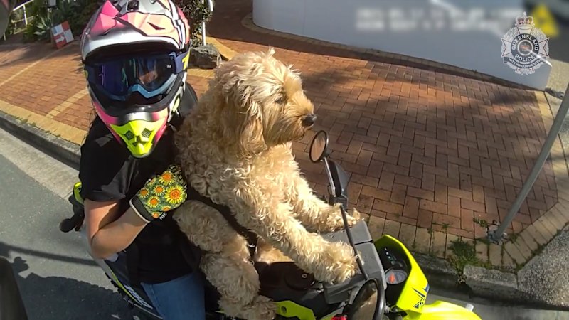 Rider busted with furry passenger
