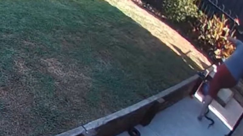 Woman escapes injury after snake wraps itself around her leg