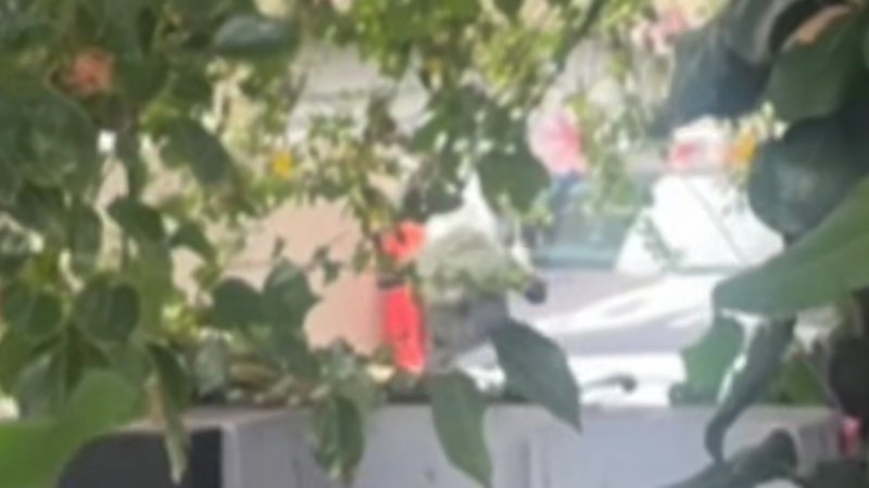 Key developments surrounding Video captures moment at heart of Claremont 'knife' trial