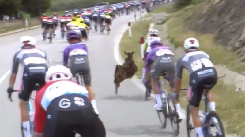 Goat runs through peloton, attacks rider during Giro