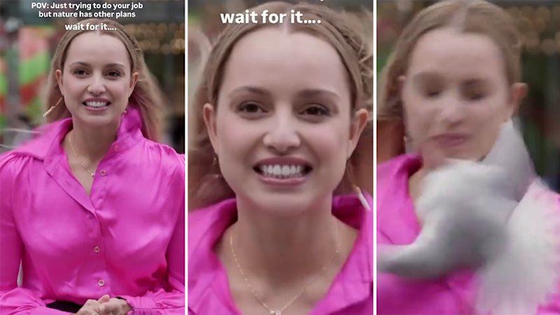 Bird slams into TV reporter on camera