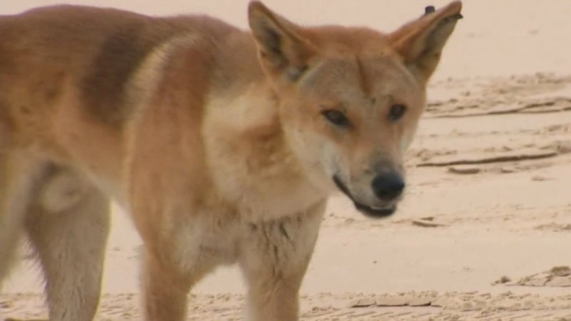 Girl, 4, bitten by dingo on K’gari