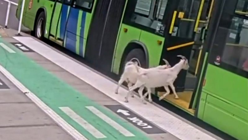 Two Billy Goats Board a TriMet Bus in Portland Captured on Security Footage