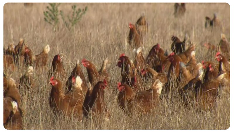 Farmers on alert for bird flu