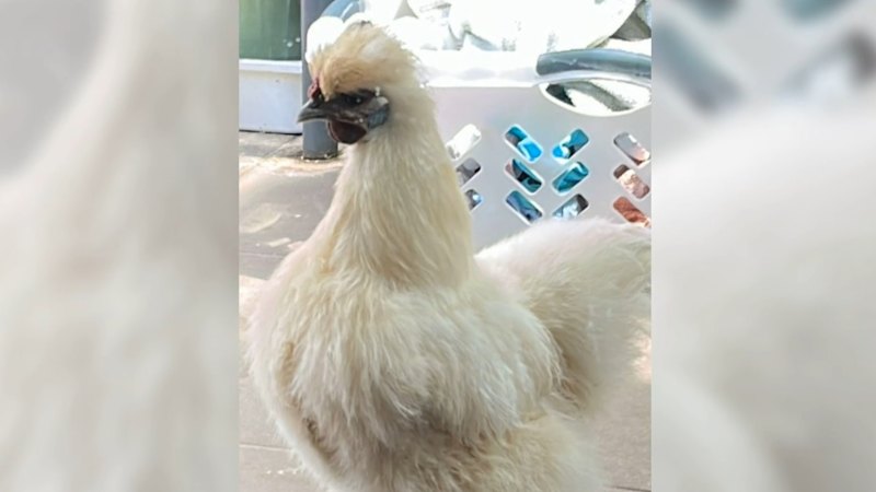 School community devastated after thieves steal chickens