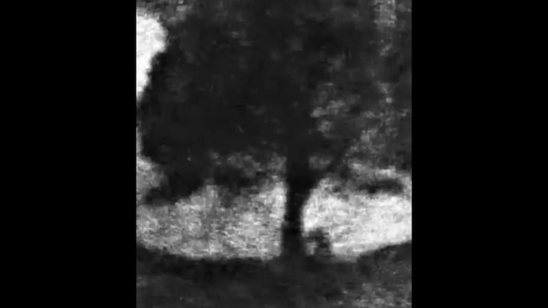 Video shows felling of Sycamore Gap tree