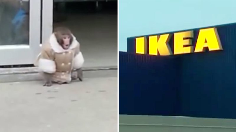 Kayıp maymun Ikea'da dolaşıyor