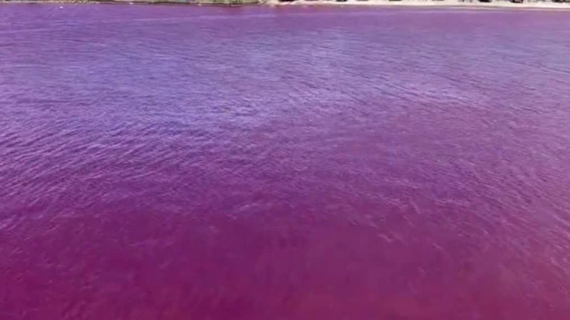 Bira fabrikası sızıntısı Japonya'da denizleri kırmızıya çevirdi