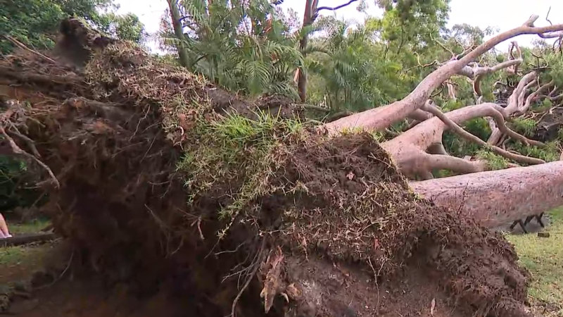 Wild winds lash NSW coast, trees fall on roofs, cars