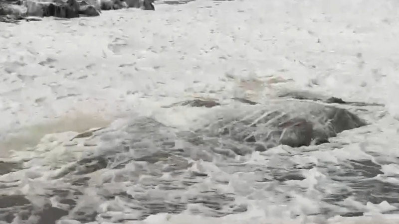 Dead whale carcass washes up on northern NSW beach