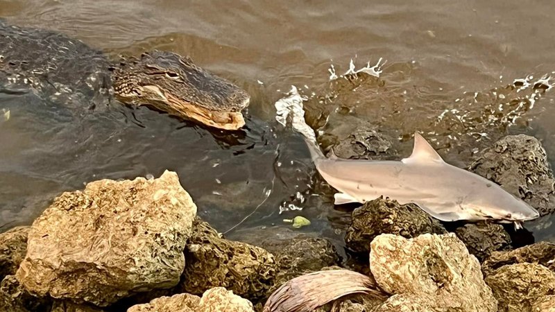 Floridalı balıkçı, yakaladığı boğa köpekbalığını kapmaya çalışan timsahın ardından şok oldu