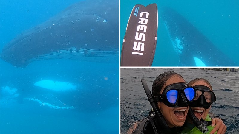 Gold Coast swimmers' incredible encounter with pod of whales