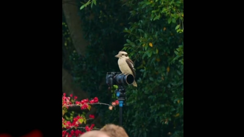 Unexpected wedding guest at a ceremony on the Gold Coast