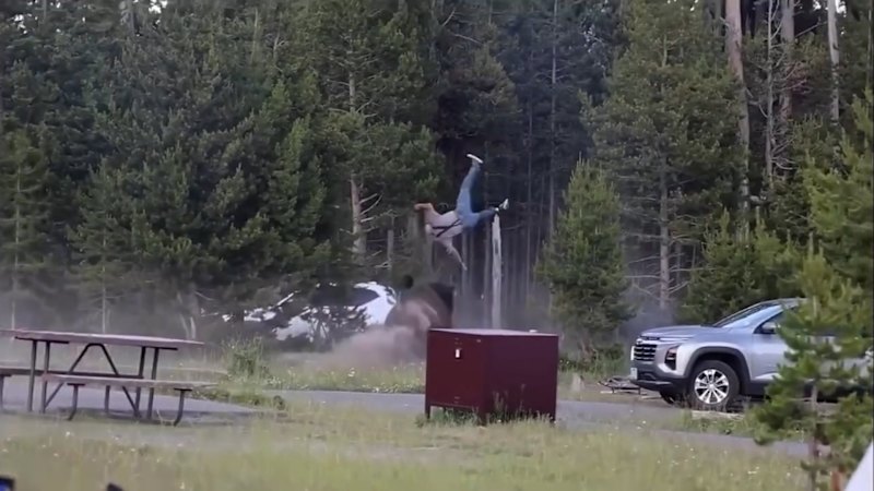 Bison charges Yellowstone visitor, throwing man into the air