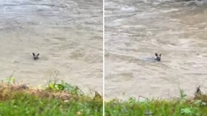 Wallaby swept up in floods from ex Tropical Cyclone Alfred