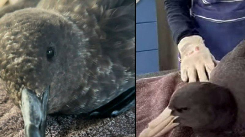 Second case of bird flu confirmed in WA