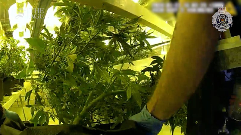 Police bust cannabis grow house on the northern Gold Coast