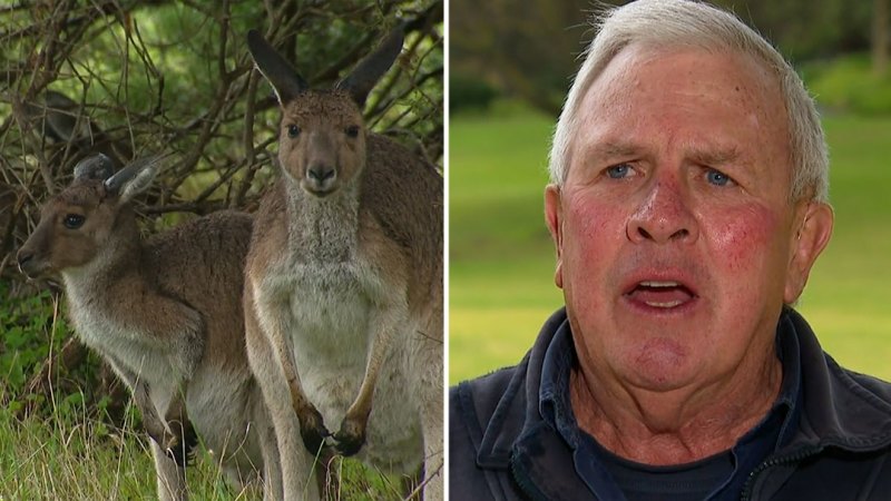 Farmers' plan to cull rising number of kangaroos