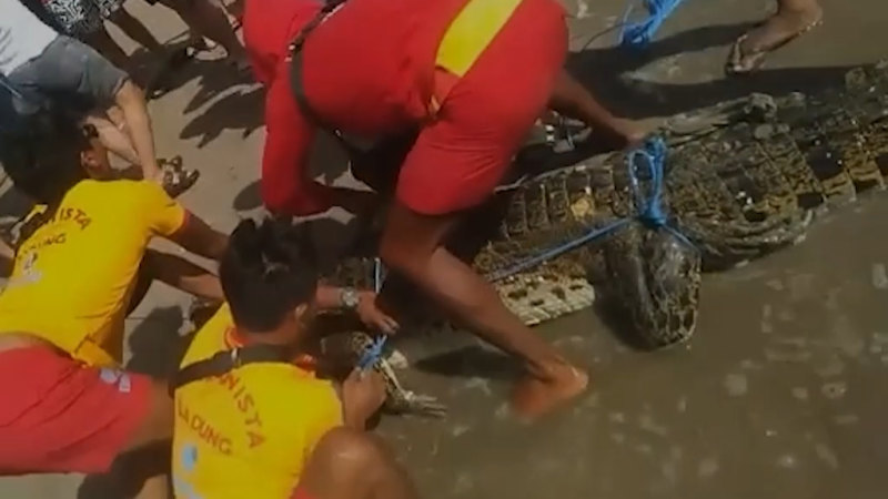Bali sahilinde dev timsah yakalandı