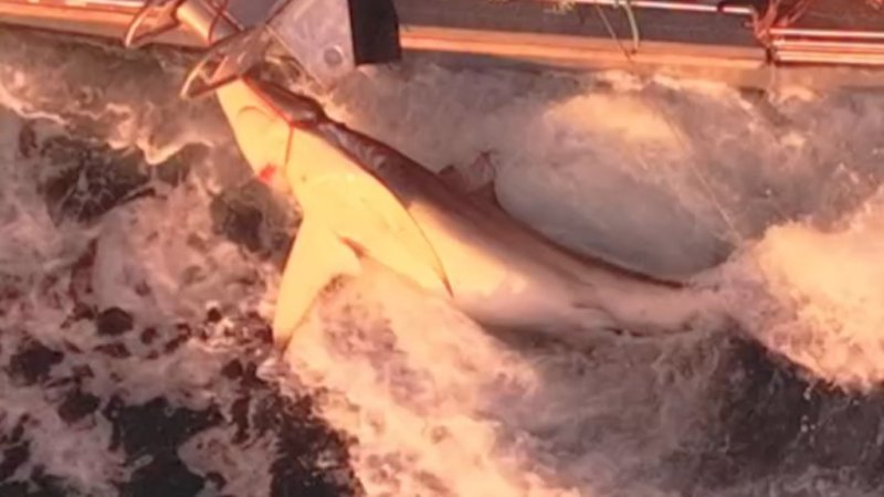 Bronze Whaler pulled out of nets at popular Sydney beach