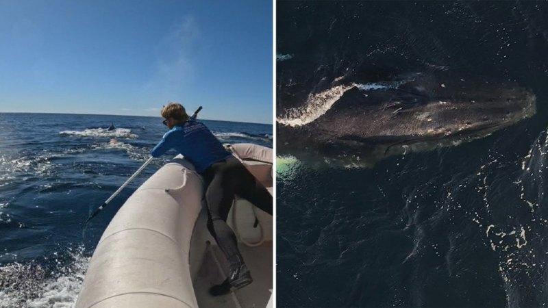 Whale rescued after week-long rescue operation