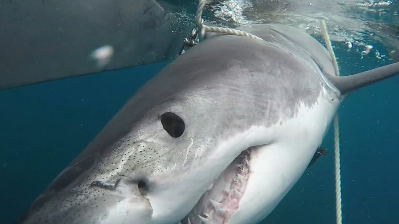 Spearfishers call for increased protection from sharks