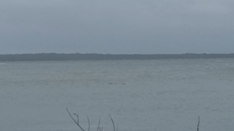 Rangers want to trap a crocodile seen at Inskip Point in Queensland