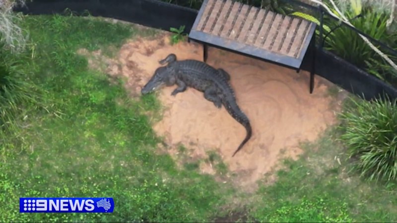 Teens charged after allegedly breaking into zoo, hitting croc with metal pole