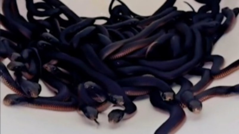 More than 100 venomous snakes removed from Sydney yard