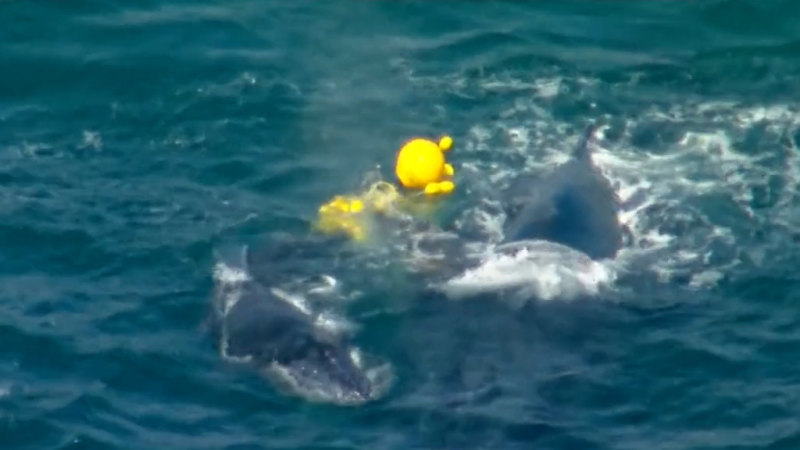 Whale and calf freed after entanglement in shark nets