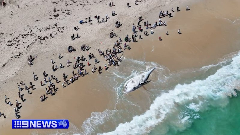 Beaches closed after whale carcass removed