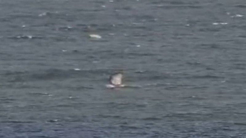 WA kitesurfer survives shark attack