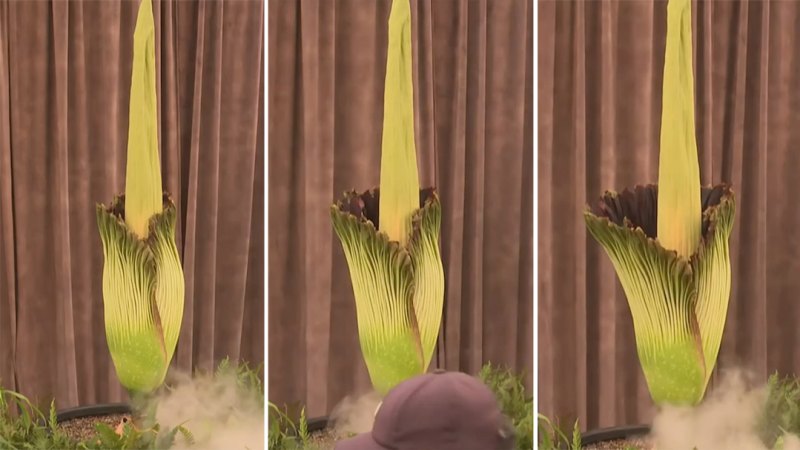 Sydney’s foul-smelling ‘corpse flower’ blooms