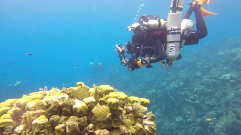 Tüplü dalış bilim adamı, dünyanın derin deniz resiflerine ışık tutuyor