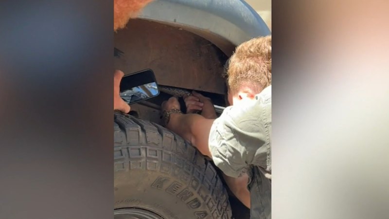 Python hitches ride in unsuspecting driver's car across Queensland-NSW border
