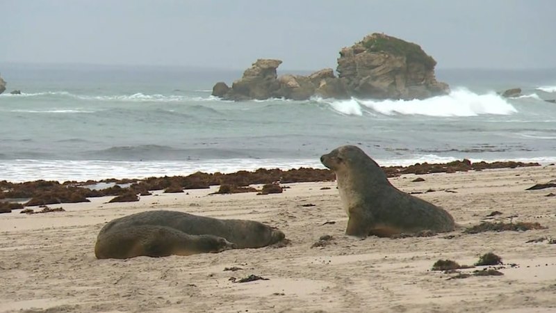 First endangered sea lion dies from bird flu