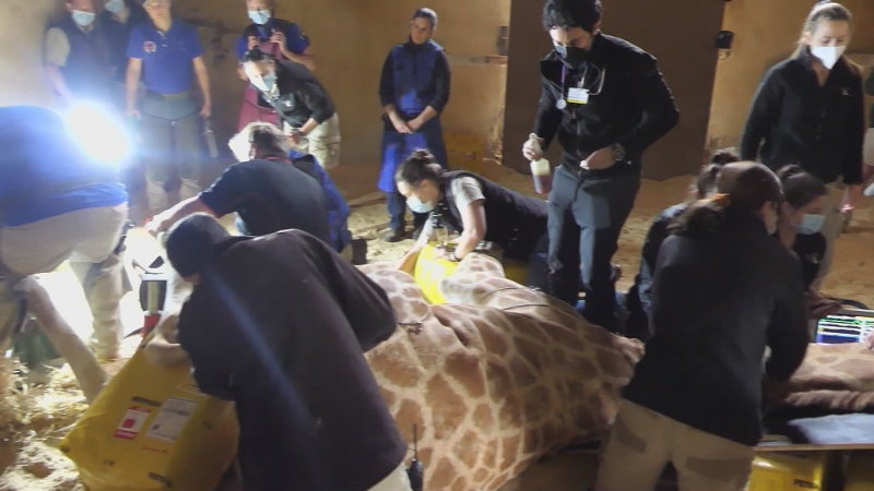 700kg giraffe undergoes surgery in Adelaide