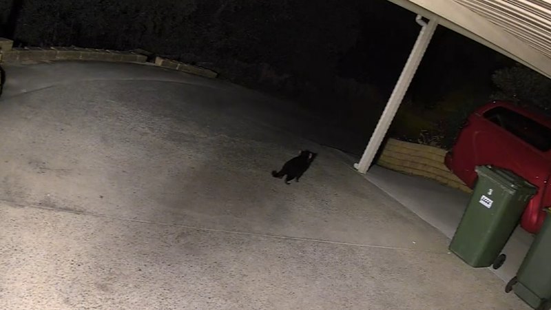 Missing Tasmanian Devil Mary Found After Two-Week Search