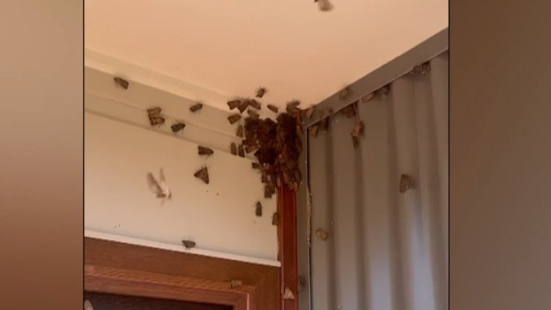 Sydney swarmed by bogong moths