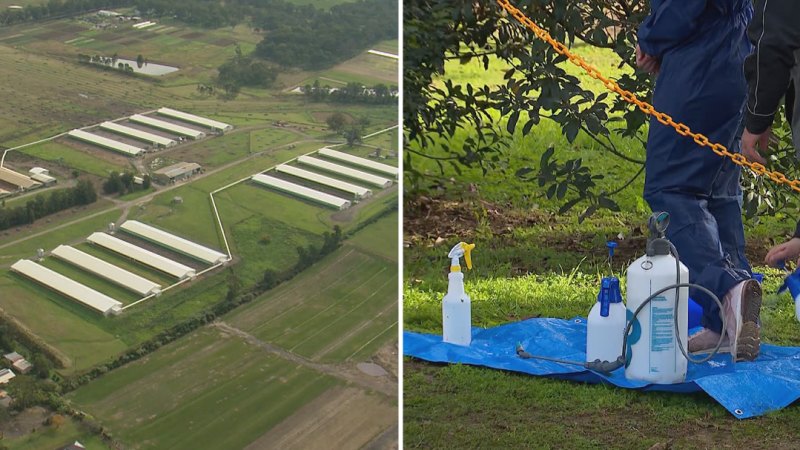 Three farms under lockdown after bird flu detected in Sydney