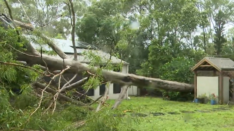 Tree comes falling down live on the Gold Coast