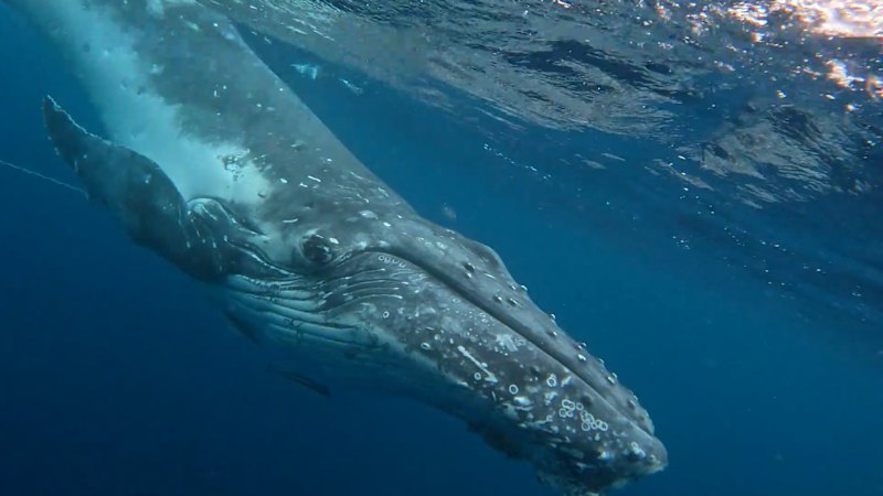 Humpback whale rescued from waters off Gold Coast