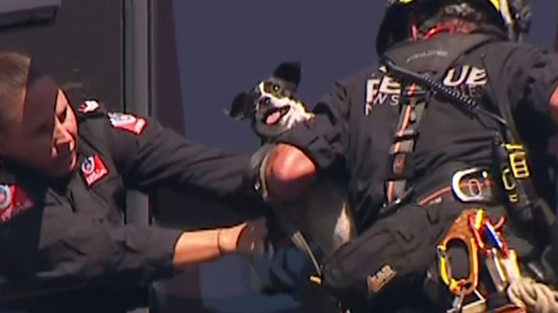 Dog rescued from 13th storey ledge days after vanishing