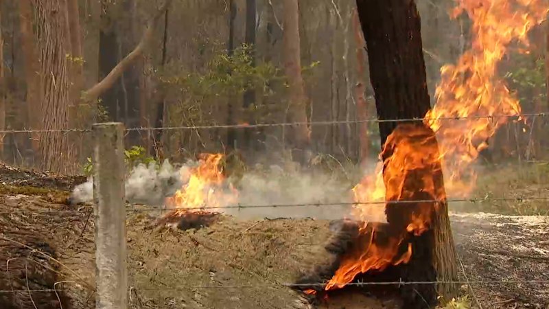 Firefighter killed by falling tree in NSW