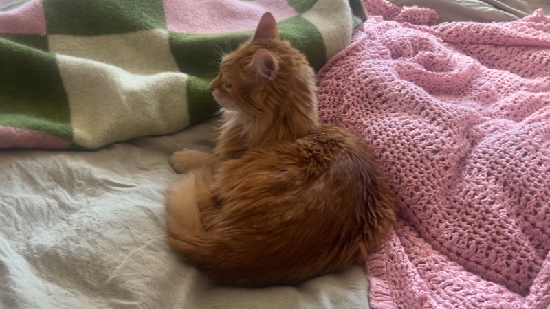 Cat reacts to emergency alert