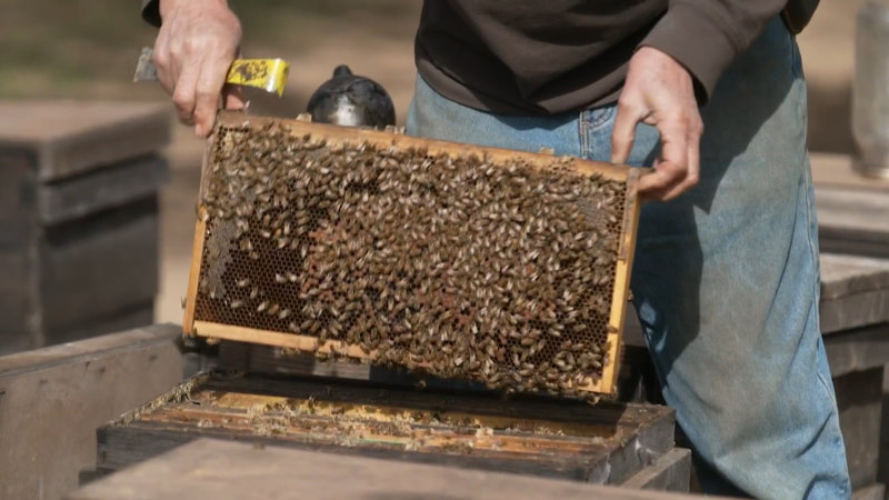 Aşı, nesli tükenmekte olan arıların çoğalmasına yardımcı olabilir