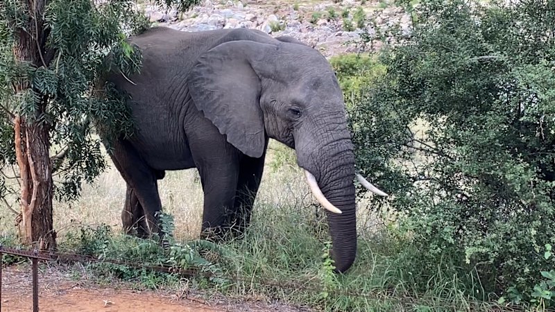 Slon se je skril za drevo v bližini Nacionalnega parka Kruger