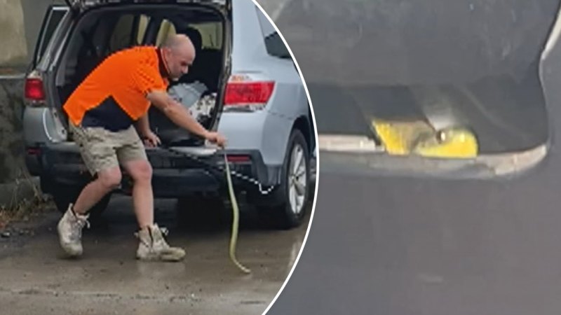 Driver trapped in car with one of world’s most venomous snake