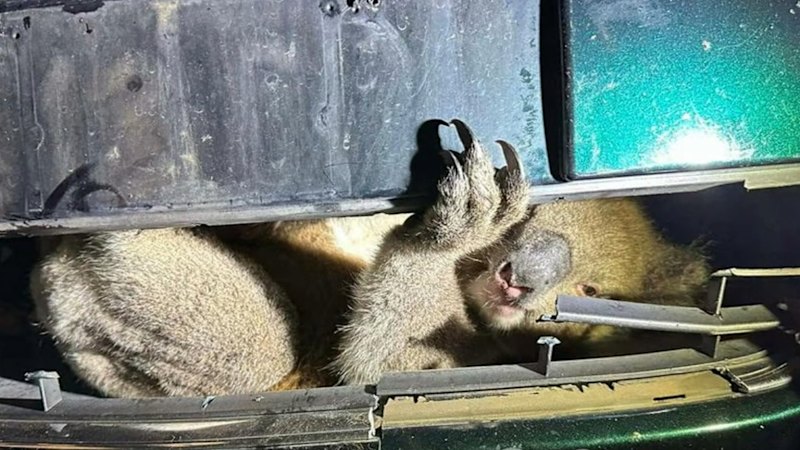 Koala survives trapped in car grille after crash in South Australia